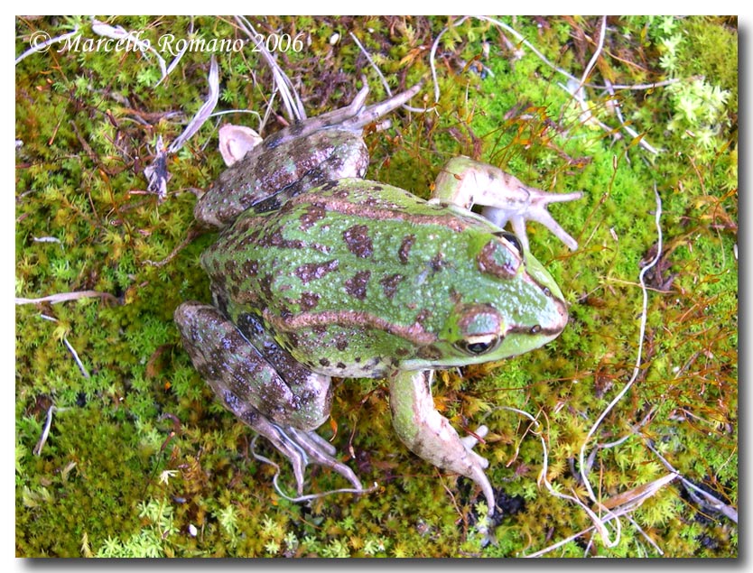 Una rana fotogenica - Pelophylax sp. (Sicilia)